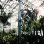 krakowski ogród botaniczny i kolekcja palm