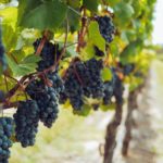 wino z Krakowa